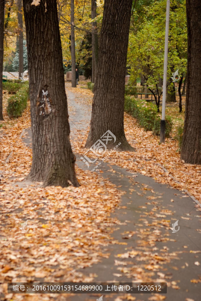 秋天的公園
