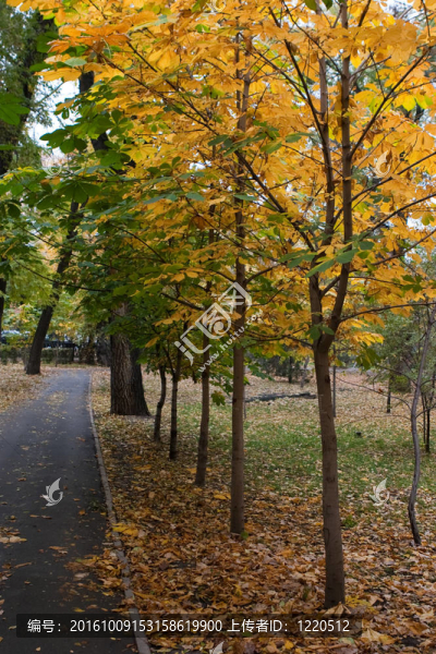 秋天的公園