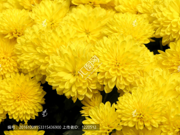 朵朵菊花
