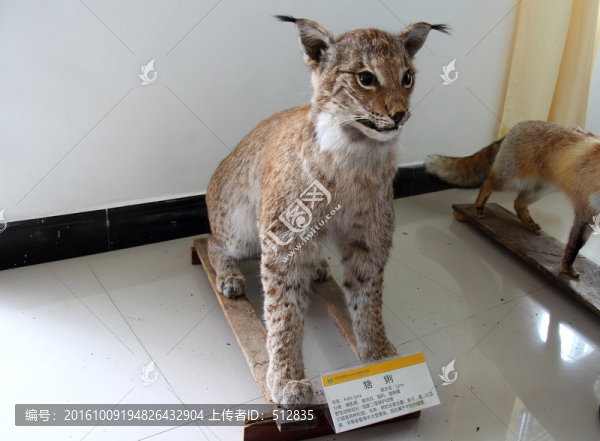 猞猁標(biāo)本
