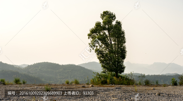 樹