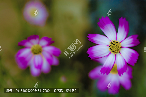 花卉