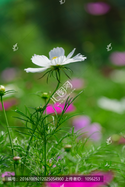 白花