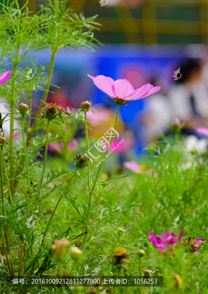 波斯菊
