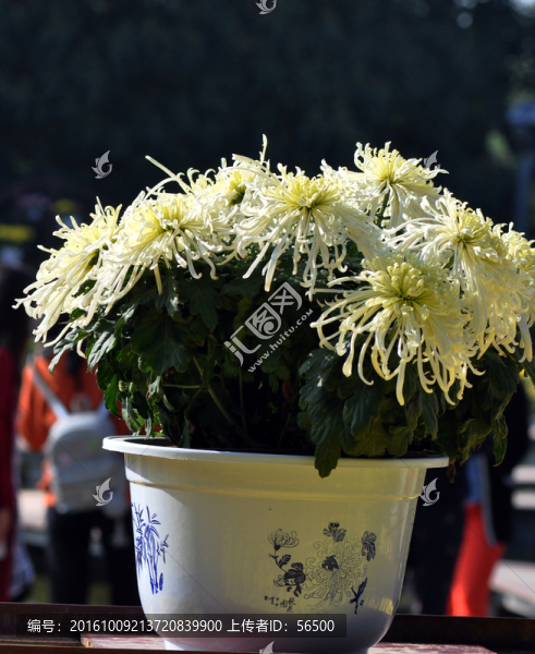 菊花