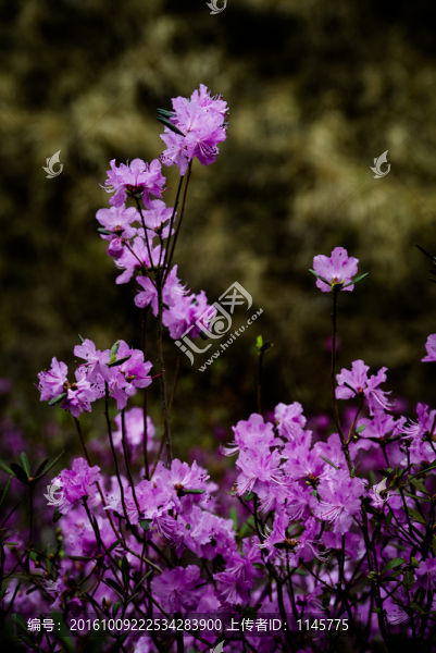 杜鵑花