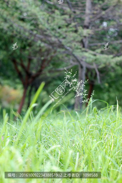 小草
