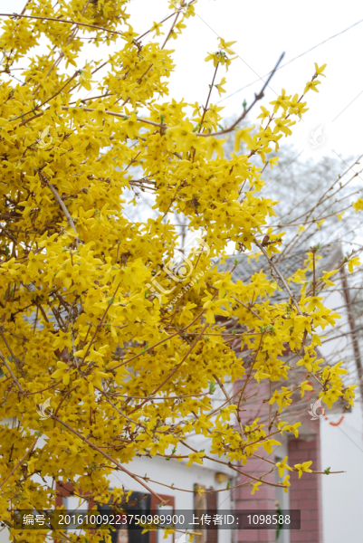 迎春花