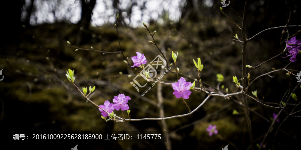 山崖杜鵑花