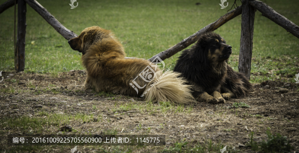牧羊犬