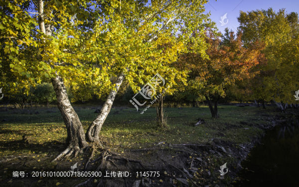 秋色,秋天,秋景,白樺樹