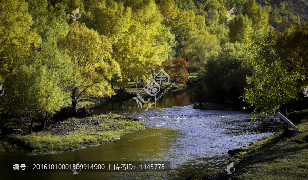 秋色,秋天,秋景,白樺樹