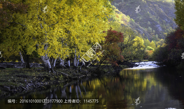 秋色,秋天,秋景,白樺樹