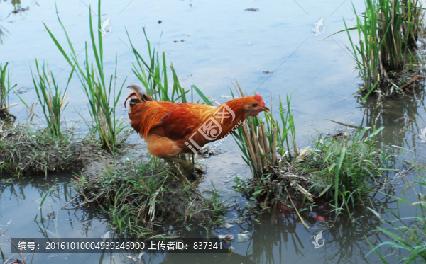 土雞