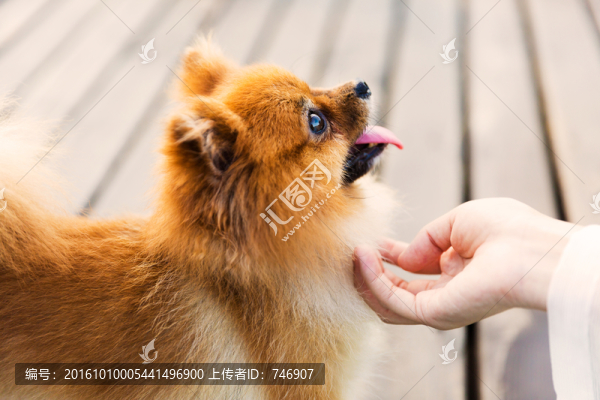博美犬