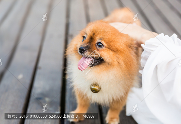 博美犬