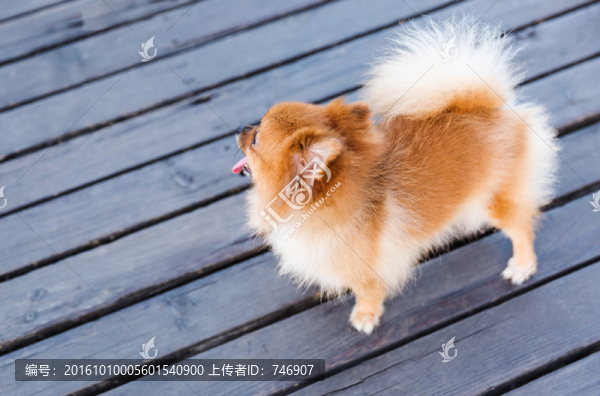 博美犬