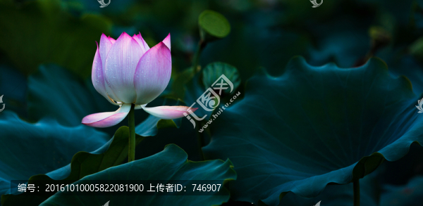 荷花