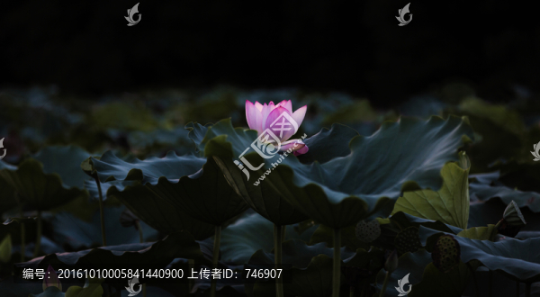荷花
