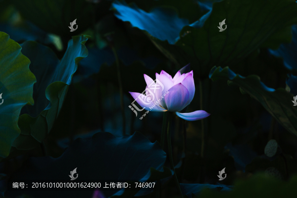 荷花