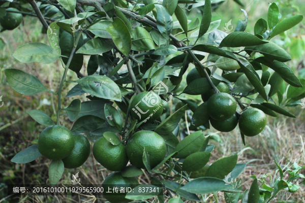 橘子樹(shù)