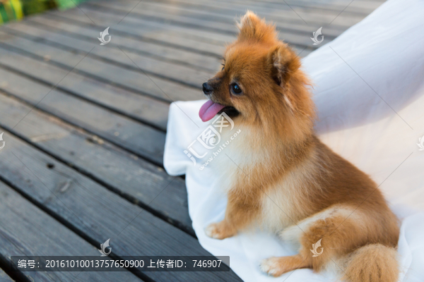 博美犬