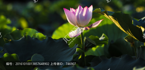荷花