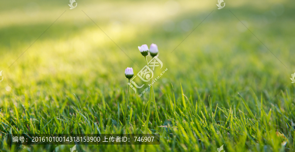 草地和小花