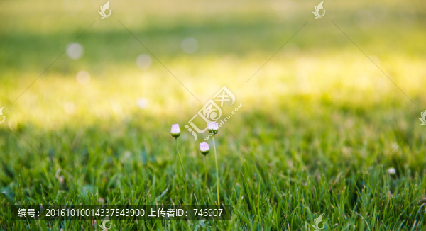 草地和小花