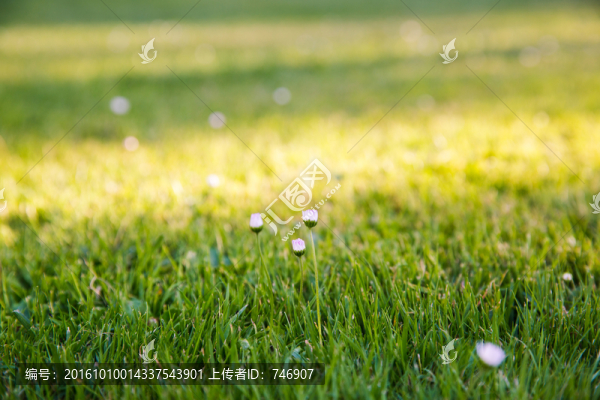 草地和小花