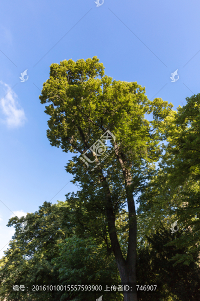 巴黎盧森堡公園