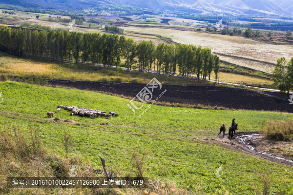 農(nóng)田,放牧