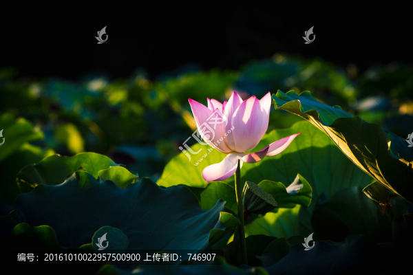 荷花