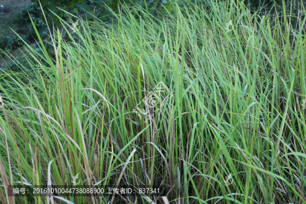 野草