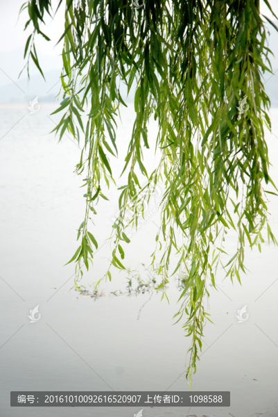 垂柳