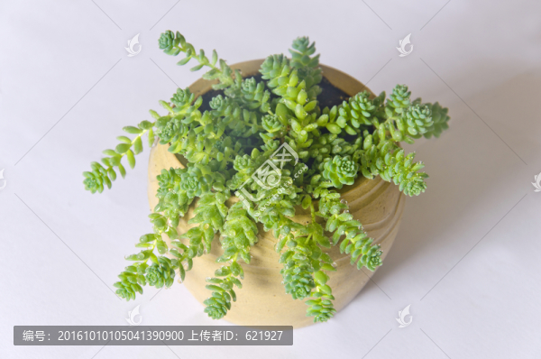 多肉植物旋葉姬星美人