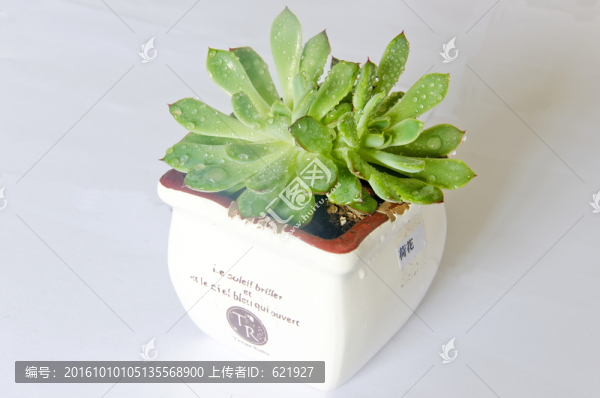 多肉植物荷花
