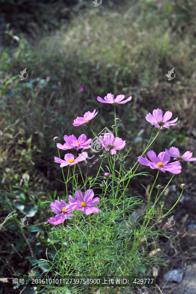 花草