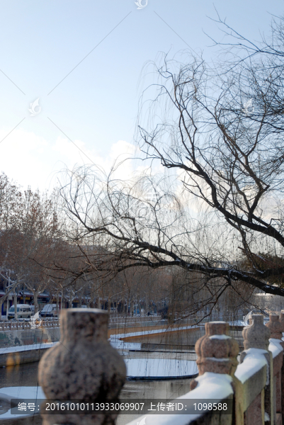雪后枯柳