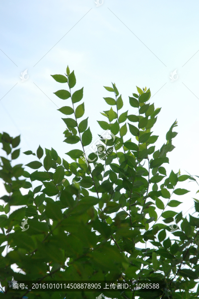樹(shù)葉