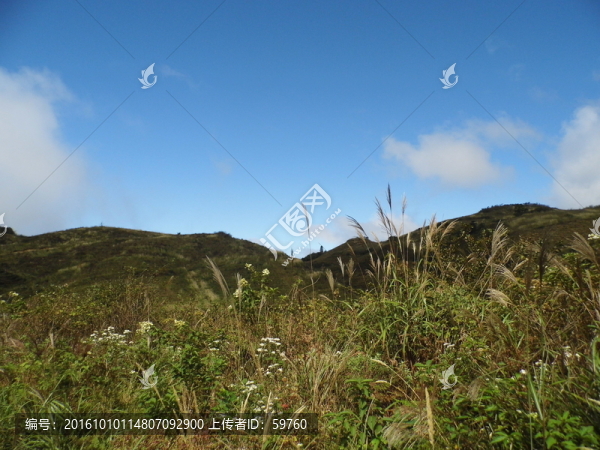 山中草木