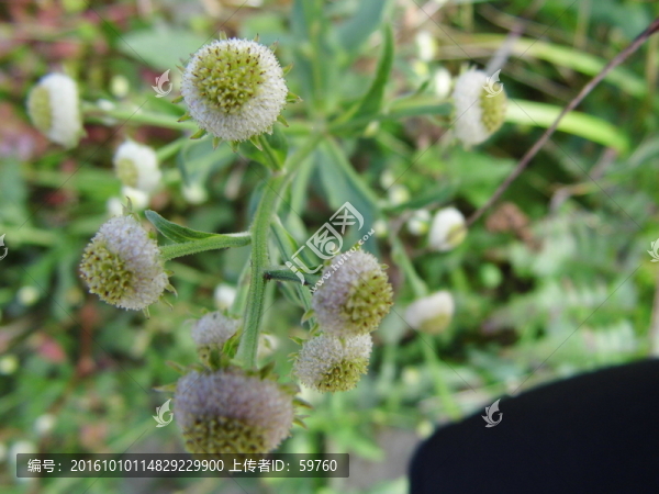 野生植物