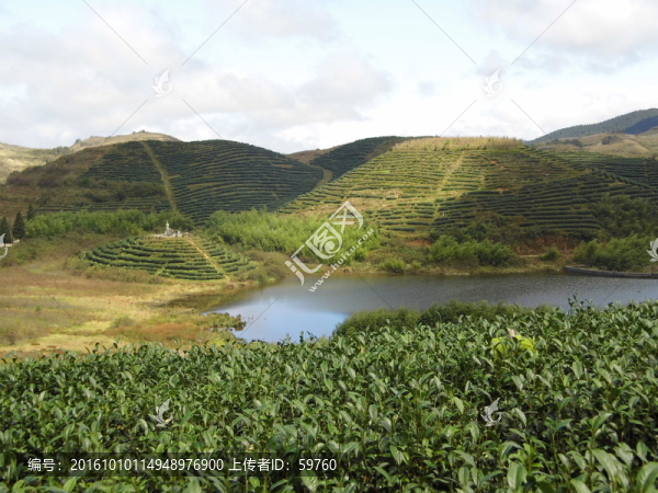 高山茶園風(fēng)光