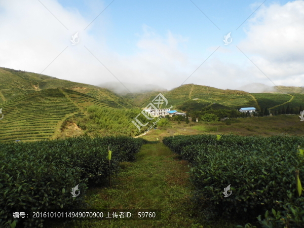 茶園風(fēng)光