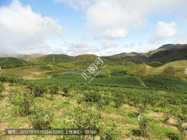 高山茶園遠(yuǎn)望