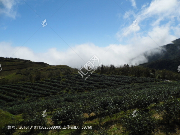 高山茶園風(fēng)景