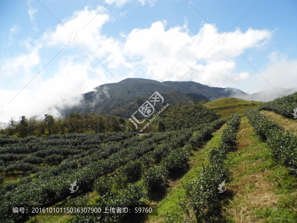 高山茶園