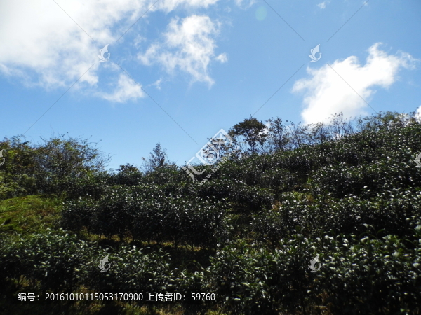 茶園藍(lán)天