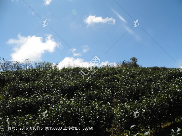 茶園藍天