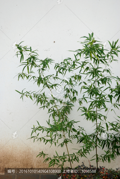 竹